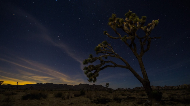 non-urban scene, beauty in nature, no people, nature, space, tranquil scene, 1080P, tranquility, plant, galaxy, sky, scenics - nature, star, joshua tree national park