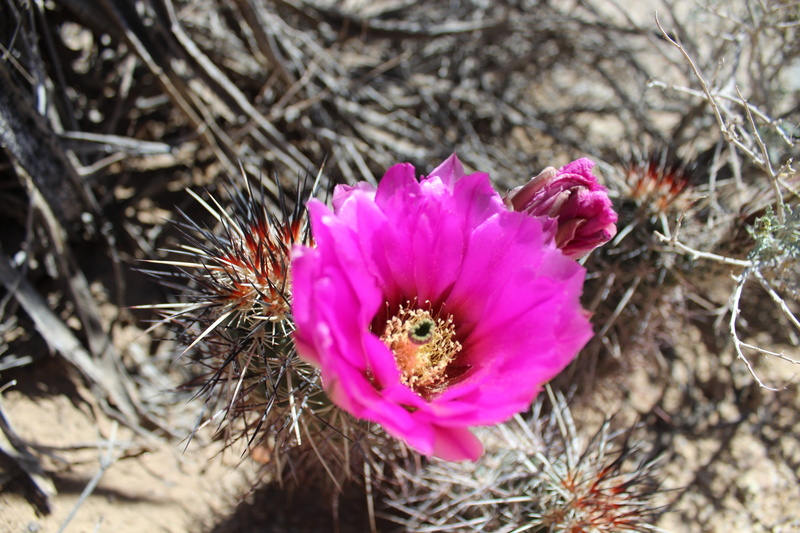 beauty in nature, vulnerability, petal, outdoors, cactus, selective focus, springtime, flower head, focus on foreground, united states, pink color, land