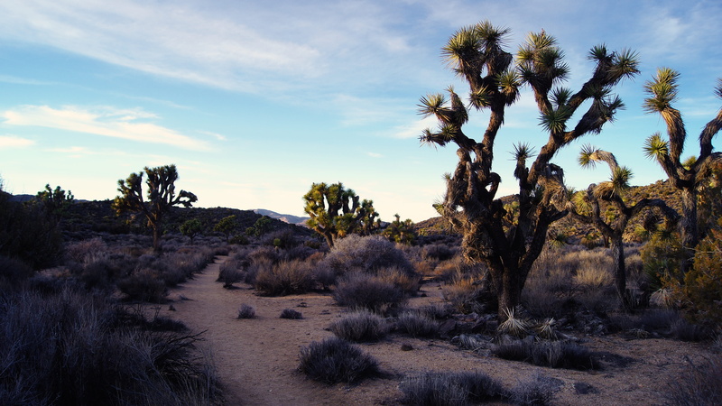 non-urban scene, wilderness, animal, remote, plant, 4K, beauty in nature, outdoors, scenics - nature, national park, ground, desert, land, tranquil scene