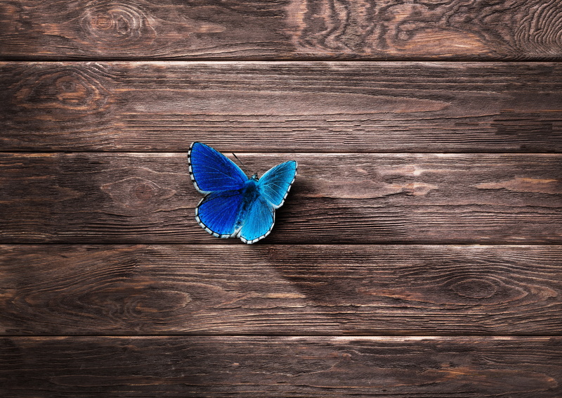 8K, Butterfly, 5K, Wood, 4K, Blue