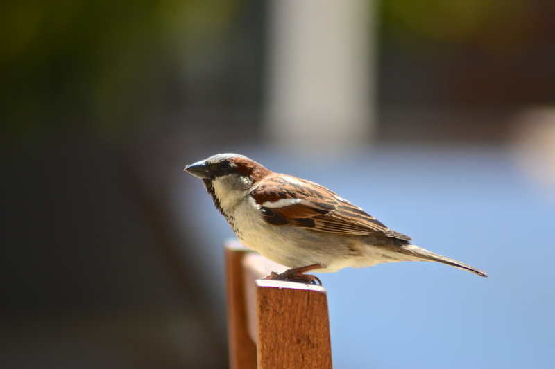 Little Bird, marcro, 4K, white, animal, wooden chair, standing, brown, chair, Home, mexico, outdoors, bird, sparrow, nature, photography, wildlife, beak