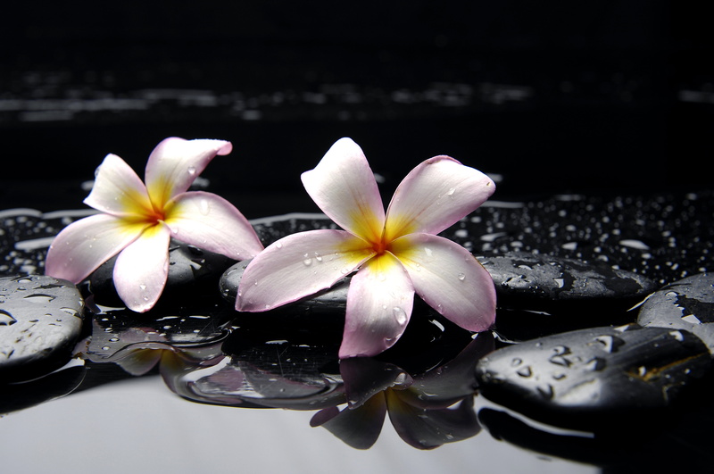 massaging, black, freshness, summer, purity, flowers, leaf, tropical Climate, relaxation, pebble, growth, no people, purple, outdoors, wet, rock - Object