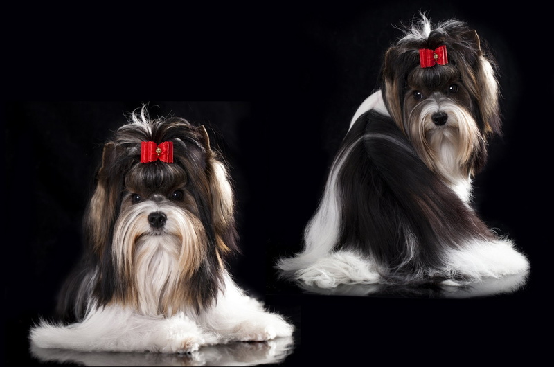 1080P, animal head, yorkshire terrier, pampered pets, animal, dog, pets, purebred dog, hair, animal themes, domestic, canine, portrait, lap dog, small
