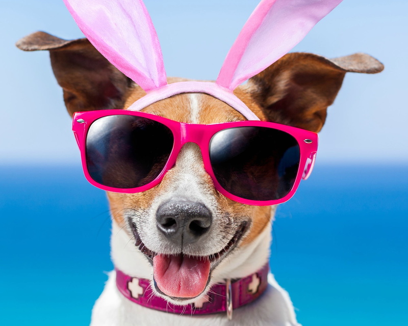 domestic animals, fashion, mammal, summer, glasses, animal themes, domestic, ears, mouth open, sea, bunny, sunglasses, close-up, pets, caine, humor, dog