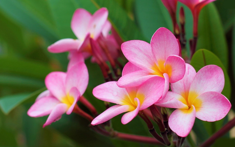 Frangipani, Pink Flower, 1080P, Earth, Flower, Flowers, Plumeria
