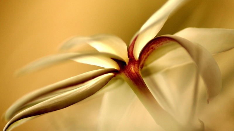 plant, extreme close-up, white, beauty in nature, flowering plant, petal, copy space, positive emotion, celebration, macro, nature, flower, love, flowers