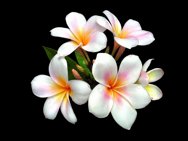 White Flower, Frangipani, Earth, 1080P, Flowers, Flower, Plumeria