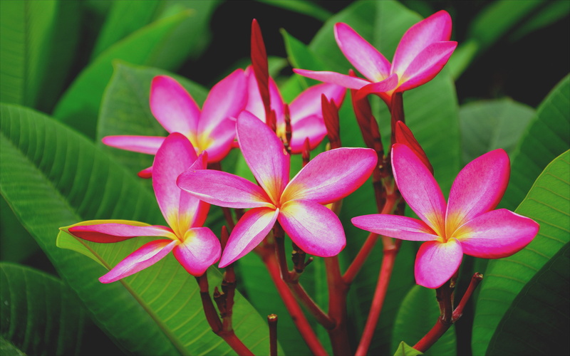 petals, day, vulnerability, tablet, 4K, yellow, focus on foreground, laptop, red, phones, plant, beautiful, hd, freshness, growth, frangipani