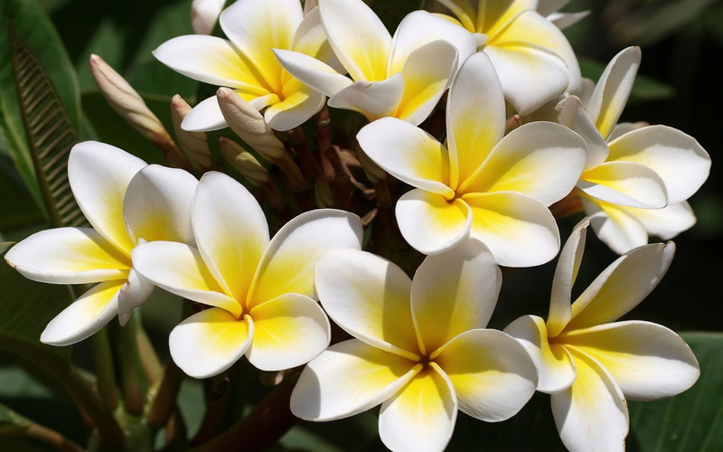 frangipani, flowers, plumeria, white, yellow, 1080P