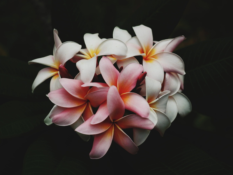 beautiful, close-up, fragility, colours, garden, black background, beauty in nature, pink color, freshness, 4K, colors, indoors, blossom, delicate, vulnerability