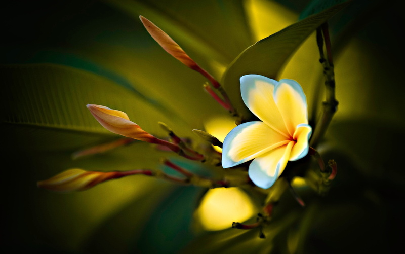 flower, frangipani, buds, leaves, plumeria, nature, 2K