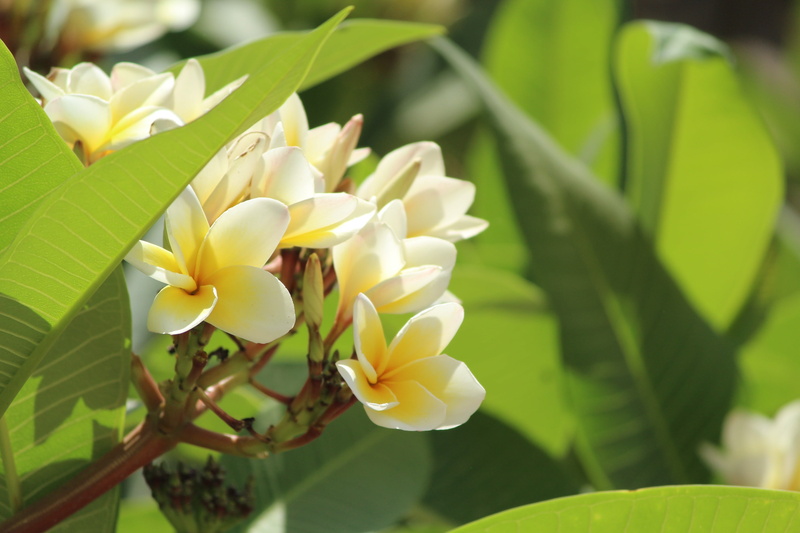 frangipani, focus on foreground, close-up, petal, inflorescence, Plumeria, day, freshness, flowering plant, flowers, plant, botany, white color, leaf, beauty in nature