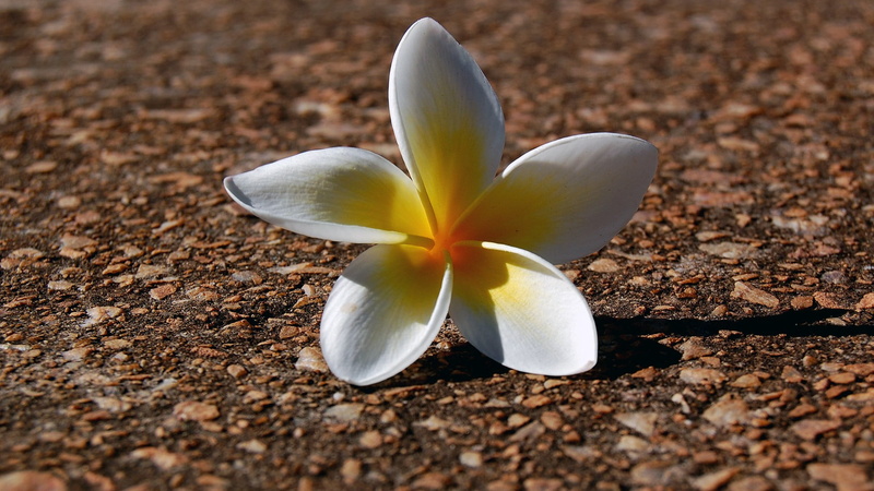 plant, flower, frangipani, nature, outdoors, freshness, focus on foreground, day, flower head, vulnerability, flowers, close-up, white color, no people