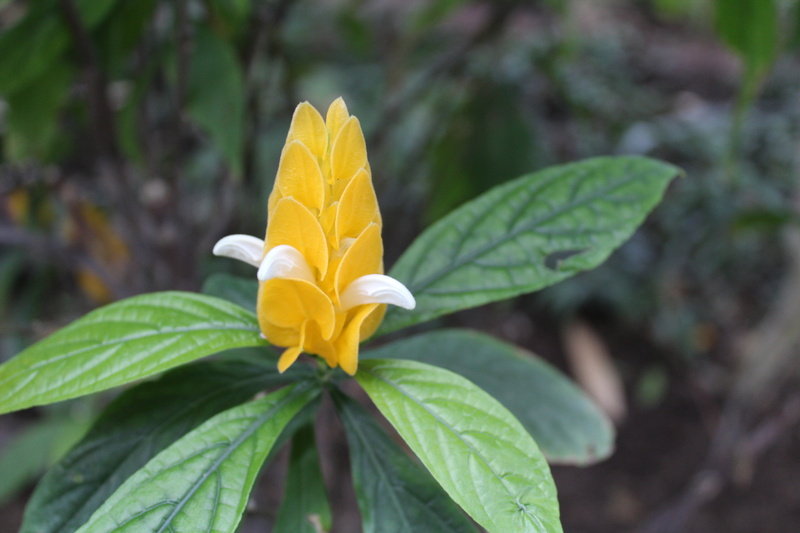 outdoors, flower head, day, petal, leaf, beauty in nature, nature, frangipani, flowers, focus on foreground, colorful, yellow, freshness, flowering plant