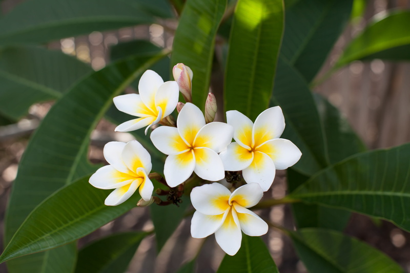 5K, plumeria rubra, plant, white color, fragility, flower, yellow, flower head, petal, freshness, growth, flowers, leaf, frangipani, no people, inflorescence