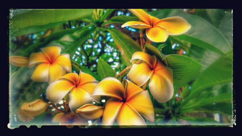 growth, leaf, nature, close-up, auto post production filter, flowering plant, frangipani, Plumeria, flower, no people, plant, petal, plant part, outdoors