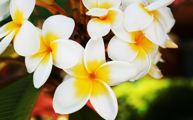 1080P, Frangipani, close, Flowers, Blooming