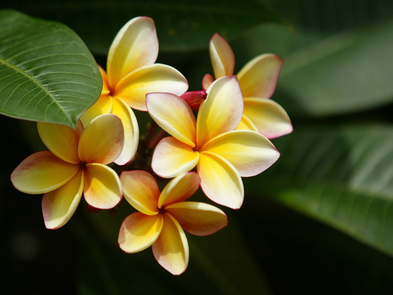 beauty In Nature, tropical Climate, freshness, blurring, plumeria, bushes, vulnerability, leaves, summer, frangipani, flower Head, flower, inflorescence