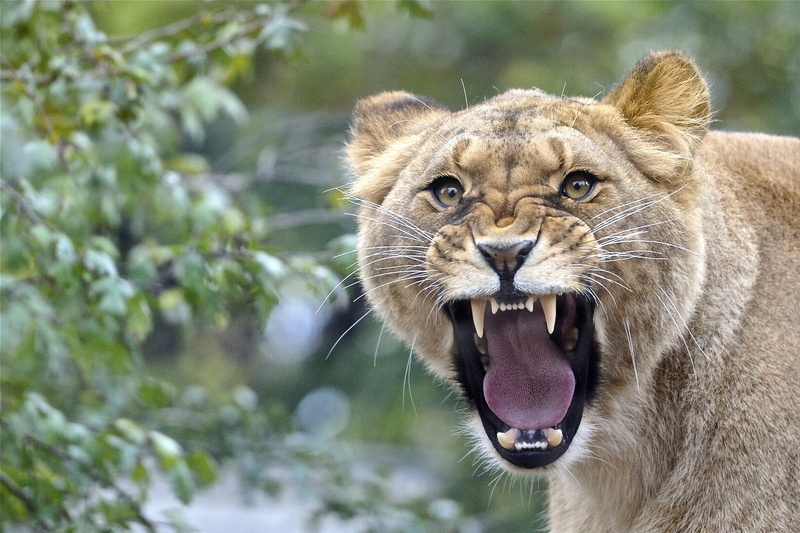 lioness, predator, canines, tongue, brown, tiger, mouth, hd, mounth, s, black, 1080P