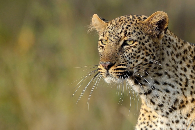 Nature s, Best s, 1080P, Leopard, Kenya, s, Animal, Masai Mara, animals, Nature
