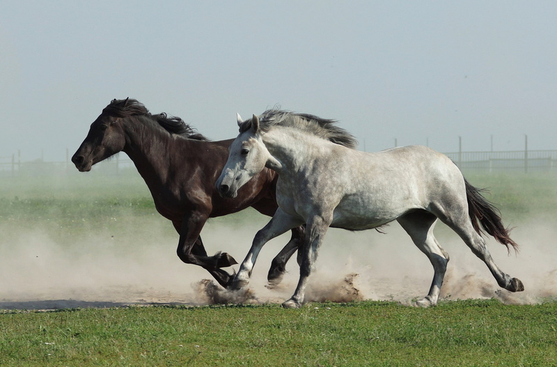 animals, horse, two, hd, 1080P, horses, nature field, summer, s, Best s
