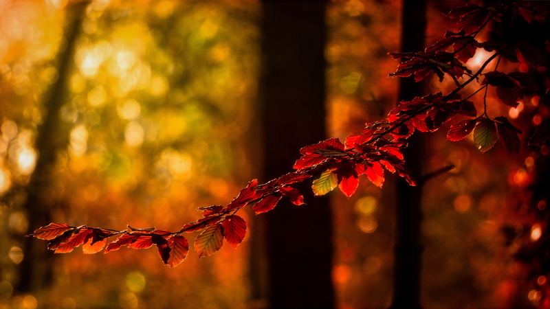 colorful, nice, s, beautiful, of, branch, Best s, colors, 1080P, Nature, Autumn