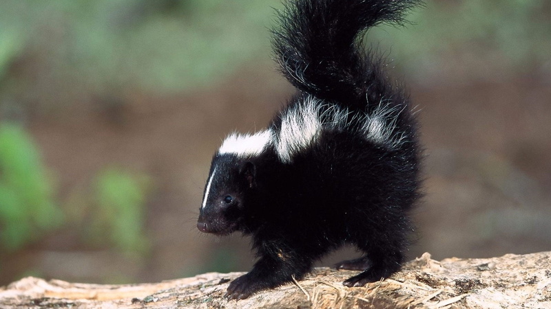 side view, day, animals In The Wild, young animal, one Animal, outdoors, rodent, cute, nature, wildlife, small, 1080P, bear, animal, black Color, profile view