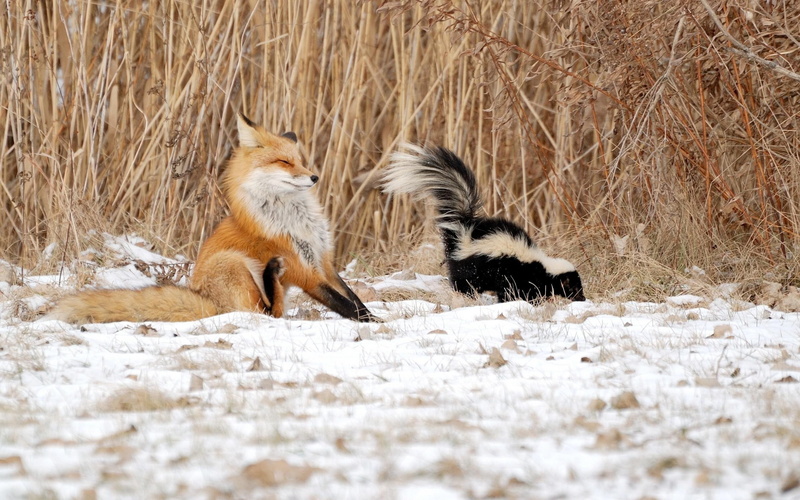 2560x1600, orange, skunk, animals, fox, 2K, sprayed