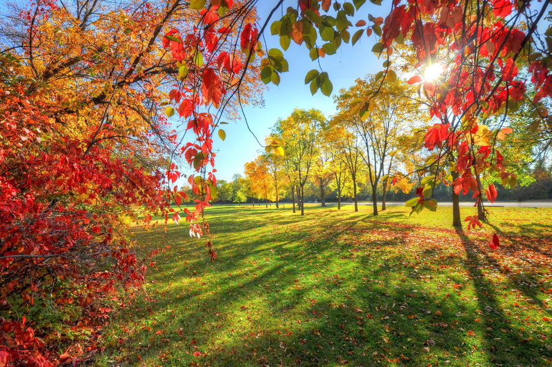 park, tree, Autumn, 1080P, leaves, walkway, hd, trees, leaf, red, s, Best s, sky
