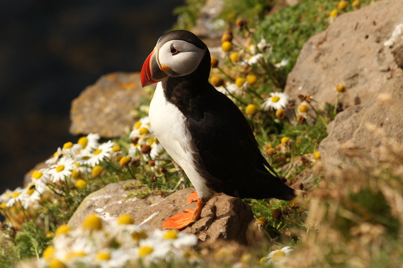 outdoors, animals And Pets, beak, bird, perching, latrabjarg, plant, black Color, coastline, close-up, animal, deadlock, black, seagull, penguin, animal wildlife