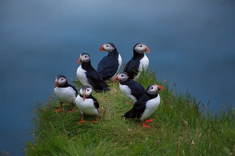 1080P, Deadlocks, family, birds, weed, Atlantic puffin