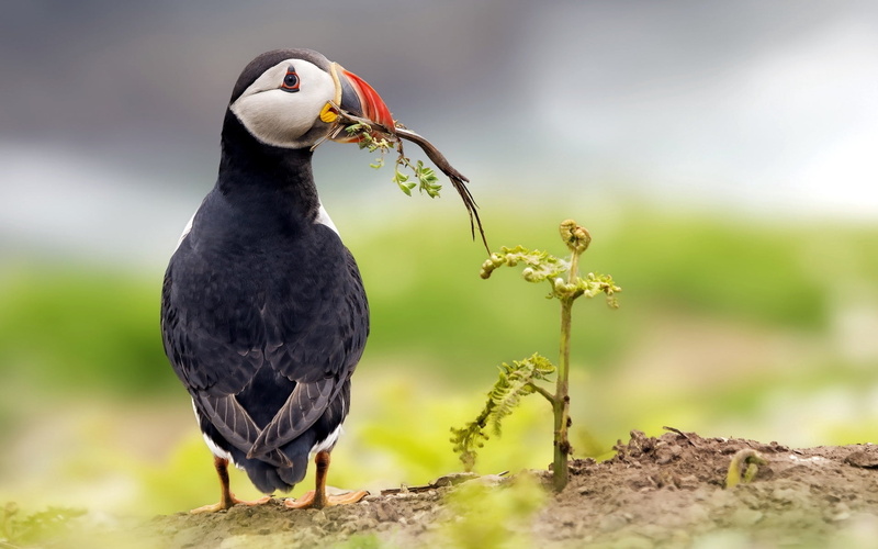 deadlock, full length, outdoors, no people, wildlife, day, tree, sea, faroe Islands, nature, black Color, animal Wing, focus on foreground, animal, puffin