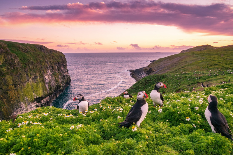 sunset, birds, Isle Skomer, sea, 4K, Skomer Island, England, chamomile, coast, Deadlocks, flowers, Wales
