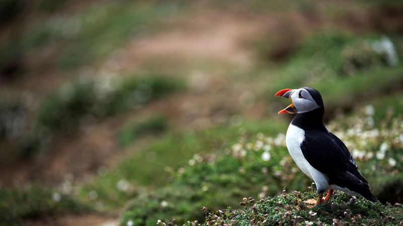 grass, penguin, nature, full length, deadlock, black, black Color, animal, land, feather, beak, plant, outdoors, field, bird Watching, animals And Pets
