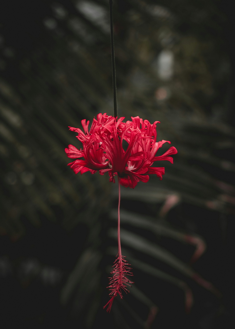 nature, leaf, season, growth, vulnerability, 5K, close-up, garden, green, deadlock, red, cereal, environmental, no people, plant stem, flower head, field