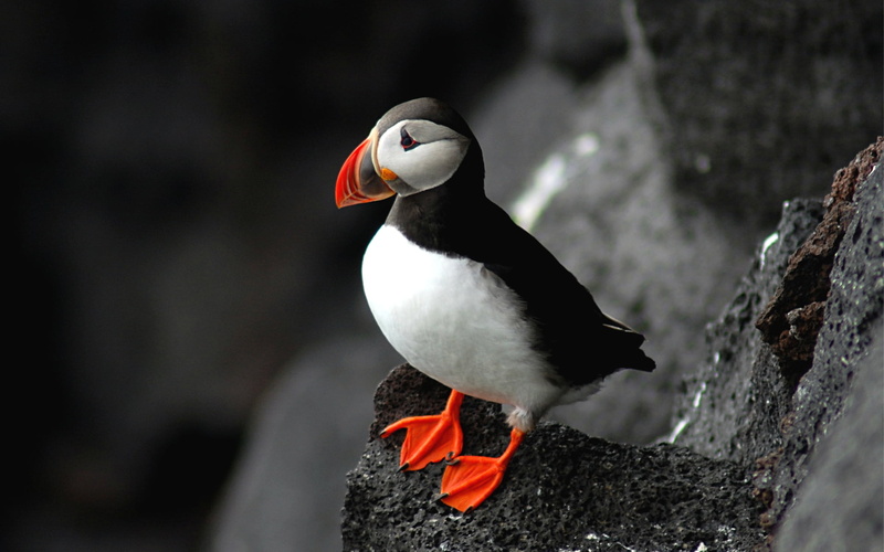 beak, animals in the wild, vertebrate, one animal, nature, black color, rock - object, focus on foreground, animal wildlife, rock, day, Birds, outdoors