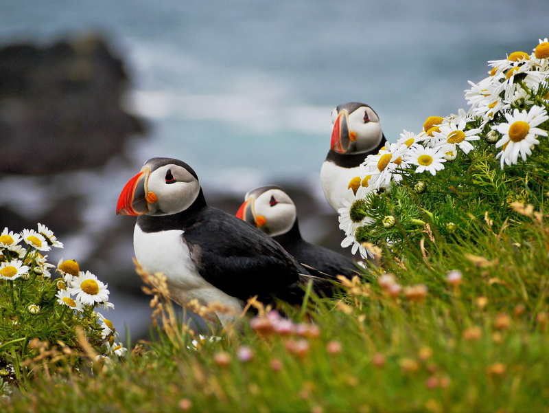 1080P, birds, chamomile, Deadlocks, flowers