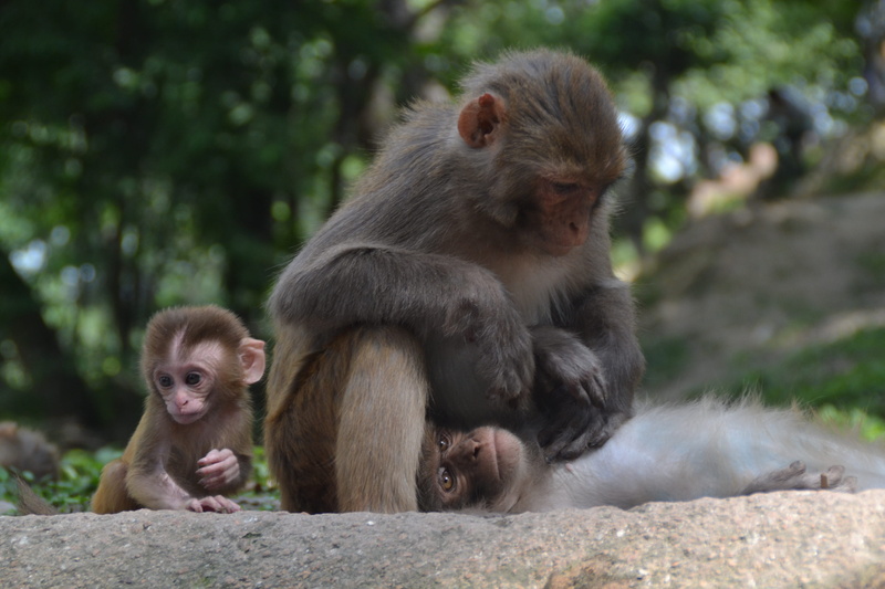 young, monkey baby, delouse, monkey, baby, outdoors, Baby, care, animal, animals in the wild, togetherness, young animal, day, mammal, pashupatinath, animal wildlife