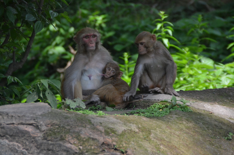 animal family, care, no people, mammal, Baby, holy monkeys, primate, monkey, Child, two animals, sitting, Monkey, young animal, suckle, animal wildlife