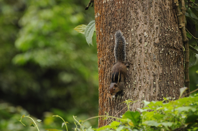 western, Western Ghats, animal themes, ghats, south, nature, valparai, tree trunk, insect, animal, day, close-up, vertebrate, no people, animals And Pets
