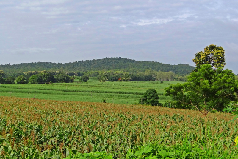 green color, 4K, india, plant, landscape, field, outdoors, beauty in nature, tranquility, tranquil scene, day, plantation, agriculture, environment, sky