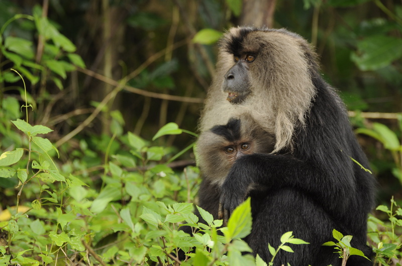 lion-tailed, ghats, animal family, young animal, baboon, endemic, tree