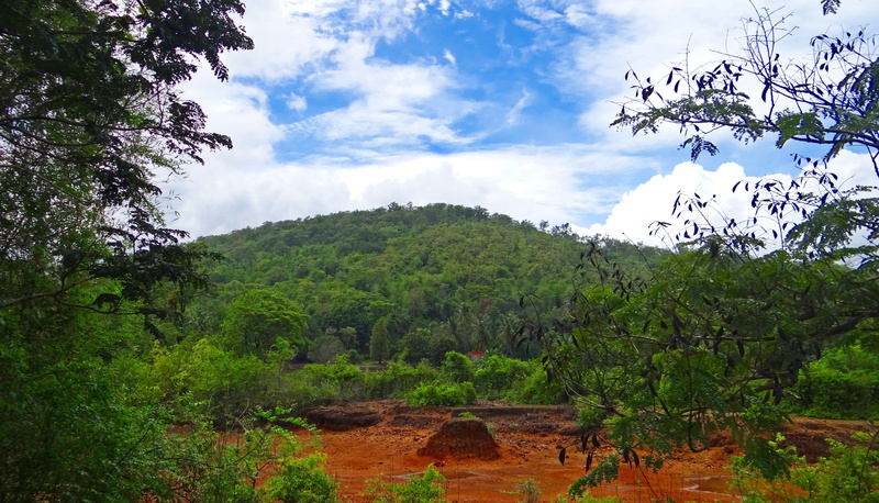 environment, plant, growth, idyllic, karnataka, mountain, tranquility, wilderness, landscape, no people, scenery, green color, scenic, nature, non-urban scene