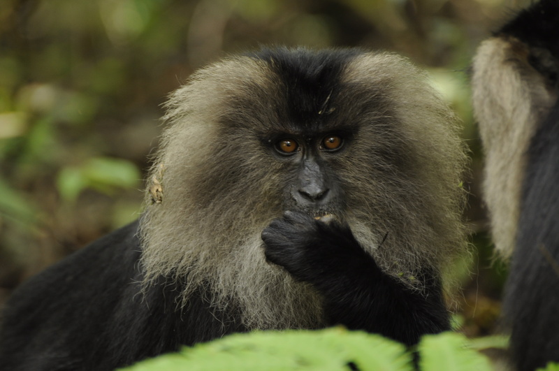 western ghats, animals in the wild, endangered, 4K, animal, ghats, day, outdoors, western, monkey, close-up, mammal, lion, selective focus, asian, focus on foreground