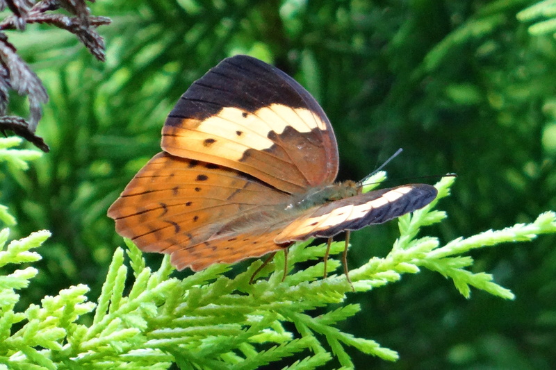 western ghats, plant part, nymphalidae, animal, 4K, coorg, one animal, plant, ammathi, beauty in nature, close-up, animal wing, green color, insect, animal themes