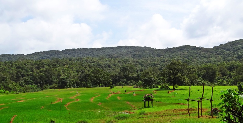 outdoors, environment, growth, mountain, beauty in nature, leisure activity, nature, western ghats, land, india, plant, sky, hills, rural scene, karnataka