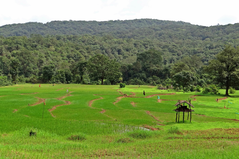 green color, growth, western ghats, field, farm watch, rural scene, india, grass, plant, natural, agriculture, tranquil scene, sky, day, scenics - nature
