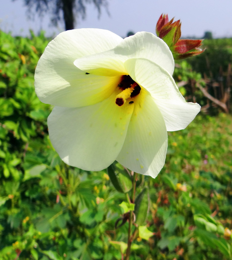 freshness, close-up, growth, wild ladyfinger, day, karnataka, pollen, petal, white color, vulnerability, no people, india, pods, abelmoschus manihot, plant