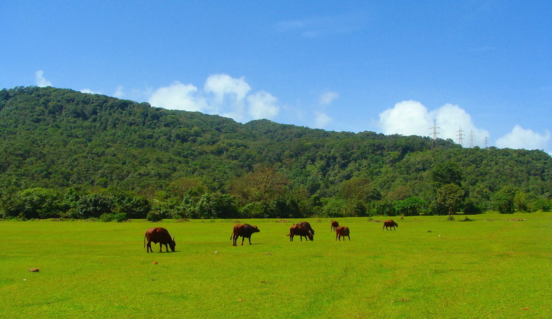 animal themes, clouds, group of animals, green color, livestock, Goa, herbivorous, Western Ghats, meadow, plant, cow, land, domestic, Sahyadri, pets, agriculture