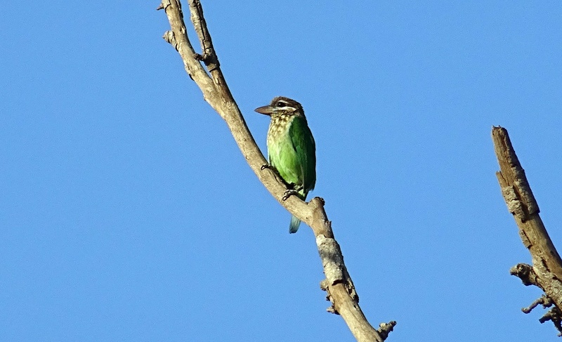 karnataka, barbet, india, wildlife, 1080P, frugivorous, nature, beauty in nature, branch, animal wildlife, copy space, green, clear sky, no people, one animal